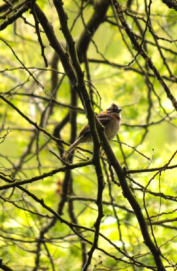 Observacion de aves